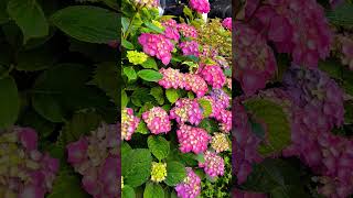 💮💠 ORTENSIE MULTICOLORI 🌈 ortensia hortensia garden flowers [upl. by Rheta]