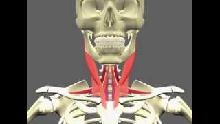 Anatomie des muscles infrahyoïdiens [upl. by Zile]