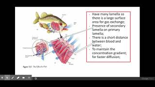 311Exchange surfaces PART 1 f The mechanisms of ventilation and gas exchange in fish and insects [upl. by Ymor839]