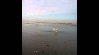 Longport Dog Beach Ocean City NJ [upl. by Aidiruy]