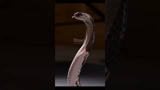 Spitting cobra [upl. by Sellig12]