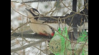 Ein Buntspecht in meinem Vogelhaus [upl. by Lehsar]