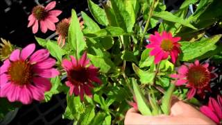 Wilsons Garden Center Dead Heading Coneflowers [upl. by Aneehsyt65]