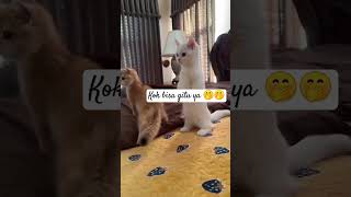 Weleh kog bisa berdiri cat mobilelegends mlbb funny music minivlog nature anime catlover [upl. by Hehre]