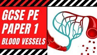 AQA GCSE PE Blood Vessels  The Structure amp Functions of Arteries Veins amp Capillaries  Paper 1 [upl. by Ellerehc]