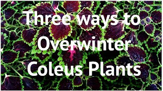 Three ways to overwinter coleus plants [upl. by Spense]