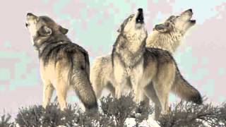 Wolf Pack Howling  Only Sound Haunting yet beautiful [upl. by Terle]