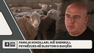 Familja Kokollari një shenbull frymëzues në blegtori e bujqësi [upl. by Ala]