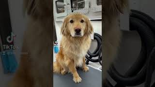 Golden Retriever Akita Mix  Massive Undercoat Removal  20 Million Views On TikTok [upl. by Ruberta89]