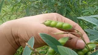 Harvesting Pegion Peas Kadyus [upl. by Sevart]