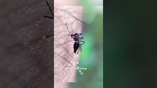 Information About Mosquitoes animals natural [upl. by Lipp]