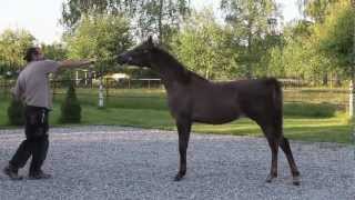 Arabian horse show halter training [upl. by Ardle447]