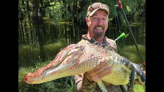 Alligator Versus Blowgun Call in Footage Plus Rabbits [upl. by Alysia]