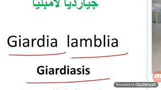 Giardia lamblia جيارديا لامبليا [upl. by Eerised]