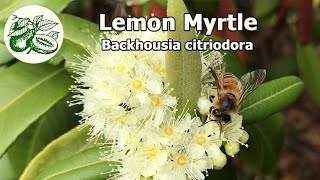 Lemon Myrtle Backhousia citriodora A native bushfood and the queen of lemon scented plants [upl. by Roddy]