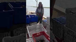 DeckhandsMad😡🤣 crabbing seafood fish outdoors crabseason fishing seacrab seafoods shorts [upl. by Madalena]