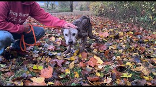 We carried him for a mile  Stray Rescue of StLouis [upl. by Eiramlehcar]