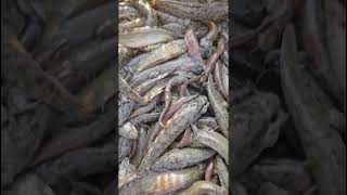 fresh fish for fish market 🐟🐟🐟 shorts fishvideo fishmarket youtubereels [upl. by Delly]