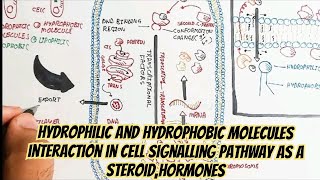 Hydrophilic And Hydrophobic Molecules Interaction In Cell Signalling Pathway As A SteroidHormones [upl. by Rosenzweig]