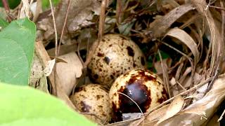 Forest Oasis Majestic Peacock Egg Nest  Natures Beauty Peacock Egg Nest at Forest [upl. by Gibby]