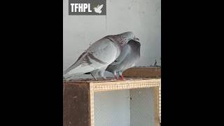 Bird No 102 MashAllah Breading Pair  Homer Racer Pigeon  Qasid Racer Kabootar  TFRPL 🕊️ [upl. by Amathist]