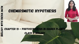 CHEMIOSMOTIC HYPOTHESIS  MECHANISM OF ATP FORMATION  BIOLOGY NOTES  PHOTOSYNTHESIS  CLASS 11 [upl. by Eart]