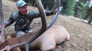 Unbelievable Idaho Elk Hunt Massive Bulls and HeartPounding Action [upl. by Leunammi400]