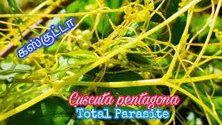 Cuscuta pentagona  Holoparasitic Complete Parasitic Plant [upl. by Amiel]