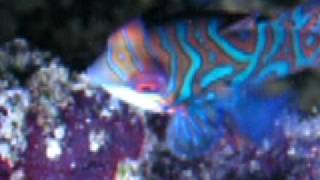 Mandarin Fish feeding [upl. by Navy]