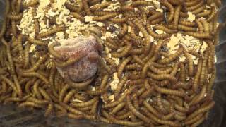 Patiently Separating Pupae from Larvae in the Darkling Beetle Colony [upl. by Olracnaig]