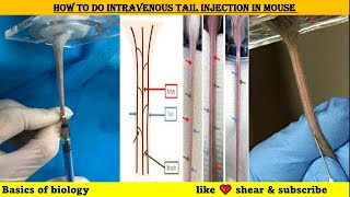 How to do intravenous tail injection in mice [upl. by Ahsen]