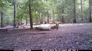 Barrel Hog Feeder  Plotwatcher Pro Time Lapse Video [upl. by Brooks]