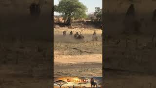 Collection of short videos about animal attacks 68 [upl. by Chally]