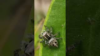 Edderkoppen jumping spider [upl. by Maker]