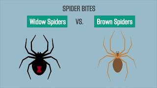 Spider Bites Black Widow vs Brown Recluse [upl. by Kcinomod]