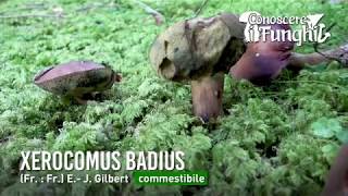 Conoscere i Funghi Xerocomus badius  COMMESTIBILE [upl. by Kissner]