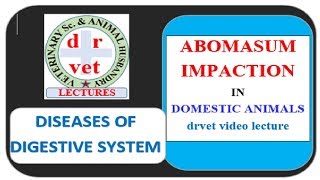 Abomasum Impaction in cattle Video by drvet [upl. by Agnimod]