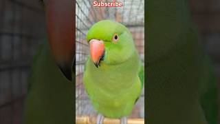 Parrot video short voice viral talkingparrot parrot birds funny Parrotkingchandan [upl. by Ode]