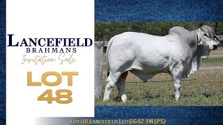 Lot 48 Lancefield Leo 66421M PS [upl. by Woodie]