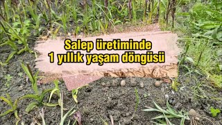 Salebin 1 yıllık yaşam döngüsü l Salep Yetiştiriciliği l Salep Tarımı [upl. by Yrrej]