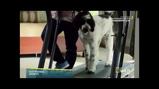 Cesar 911 S04E03 Hard Target [upl. by Valeria]