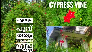 ആകാശ മുല്ല  Cypress Vine Plant care tips  Plant Partner [upl. by Ardnwahs905]