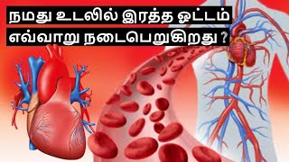 How Does Human Blood Circulatory System Work in Tamil [upl. by Enniroc669]