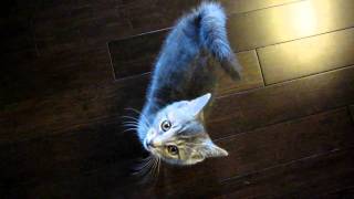 Trink A Grey Domestic Shorthair Kittens Adorable Meow and Long Tail [upl. by Quartana]