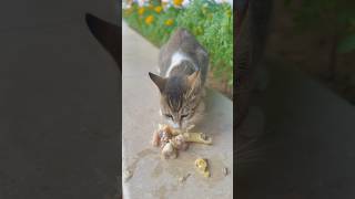 Feeding homeless kittens Mario and Penny [upl. by Agamemnon]