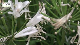 Agapanthus africanus Nina® White ‘Monsapho’ Innovert d’or [upl. by Enaira]