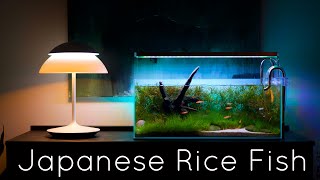 Japanese Rice Fish Amano Shrimp and Assassin Snails [upl. by Lipinski]