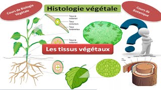 Histologie végétale cours de biologie végétale les tissus végétaux [upl. by Monafo]