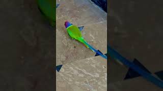 Plum headed parrot wow [upl. by Nebe364]