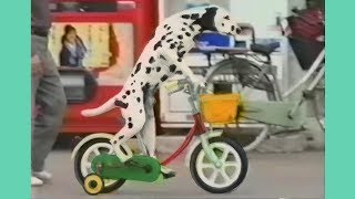 Dalmatian riding a bike Coco de Paris [upl. by Andre]